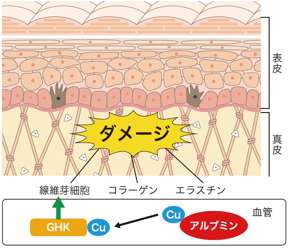 年齢とともに減っていく銅ペプチド