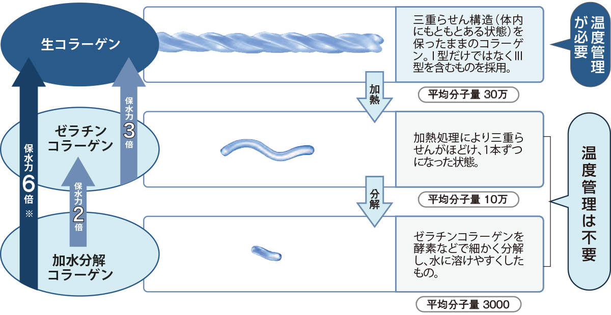 3つのタイプのコラーゲン