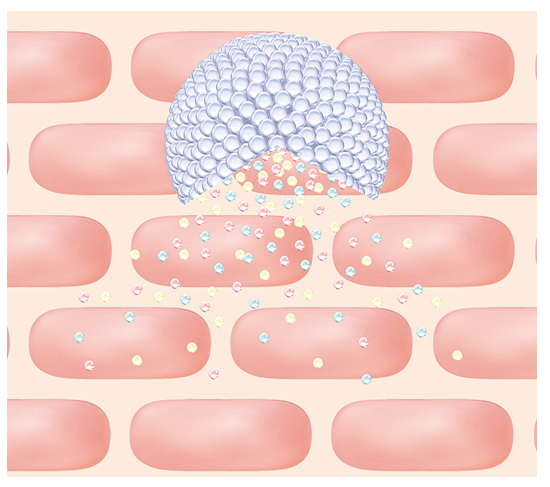 肌の中で浸透する