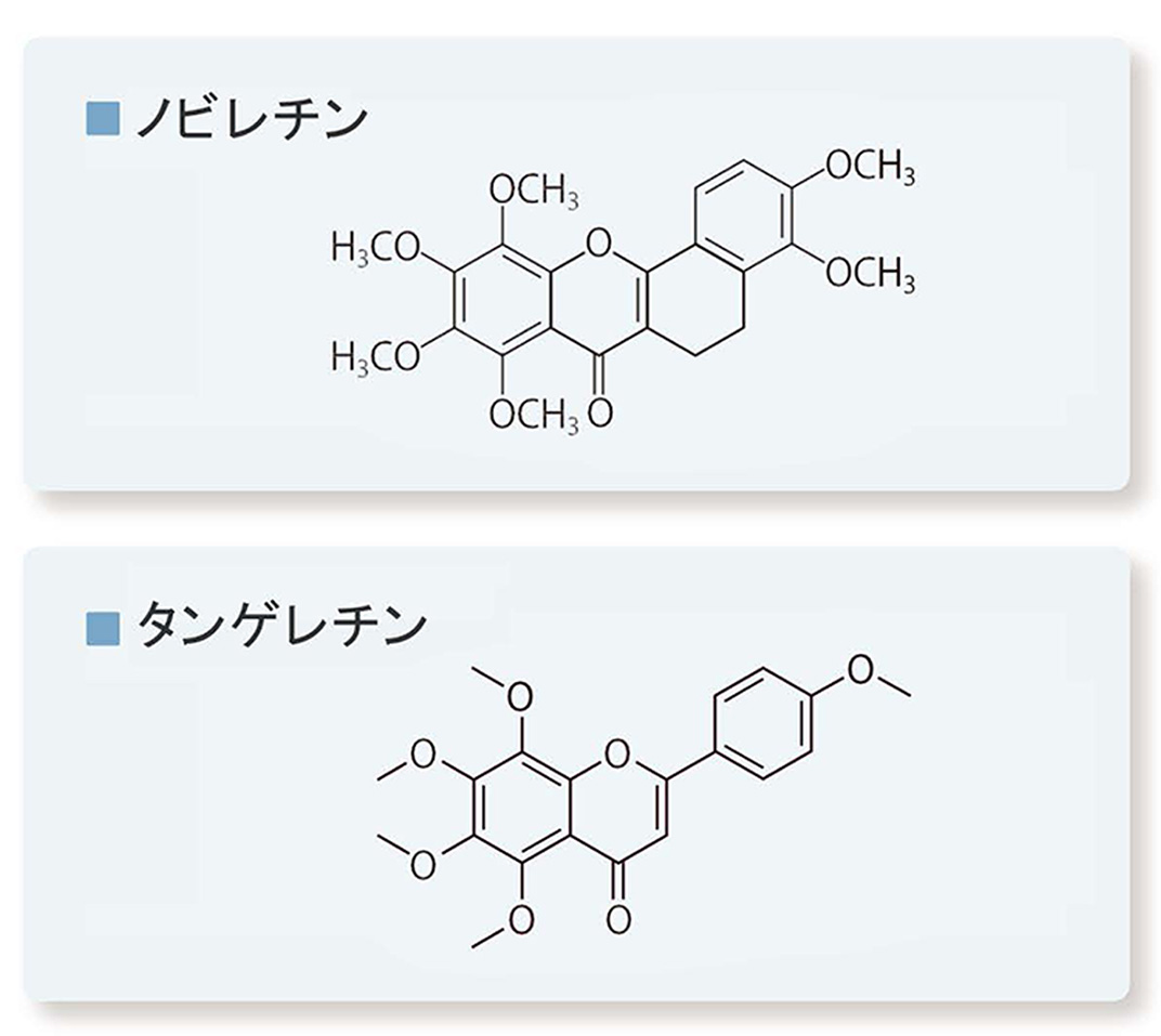 ノビレチンとタンゲレチン