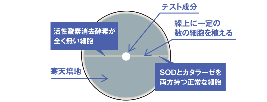 生きた細胞で活性酸素を測る