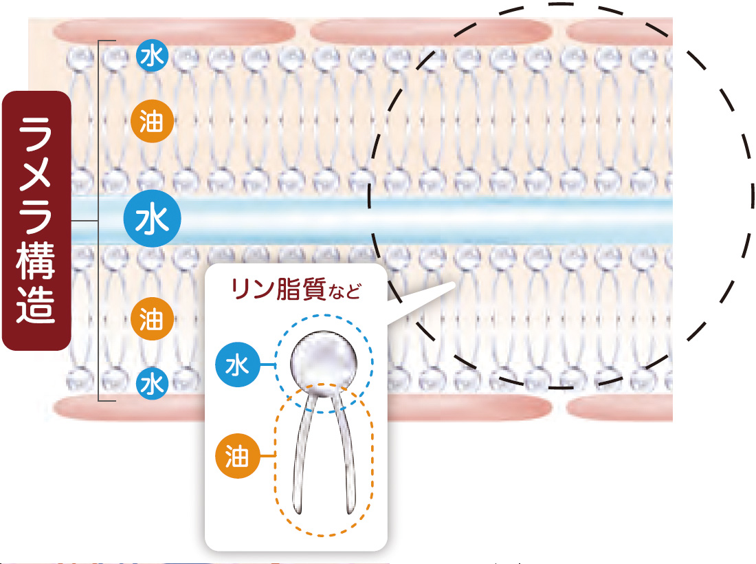 角層細胞間脂質とは