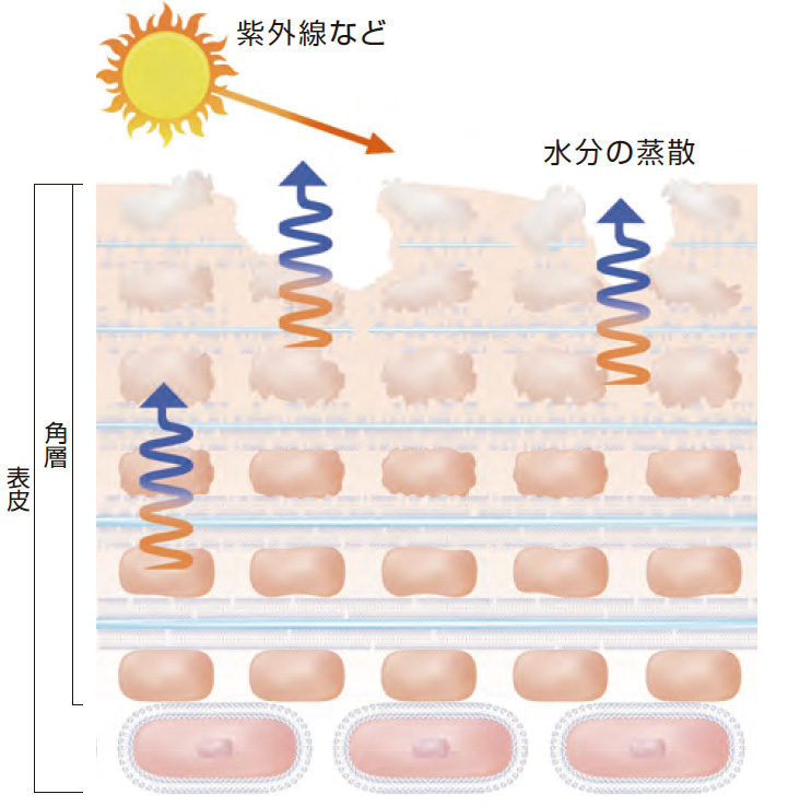 かなりダメージ肌の断面図