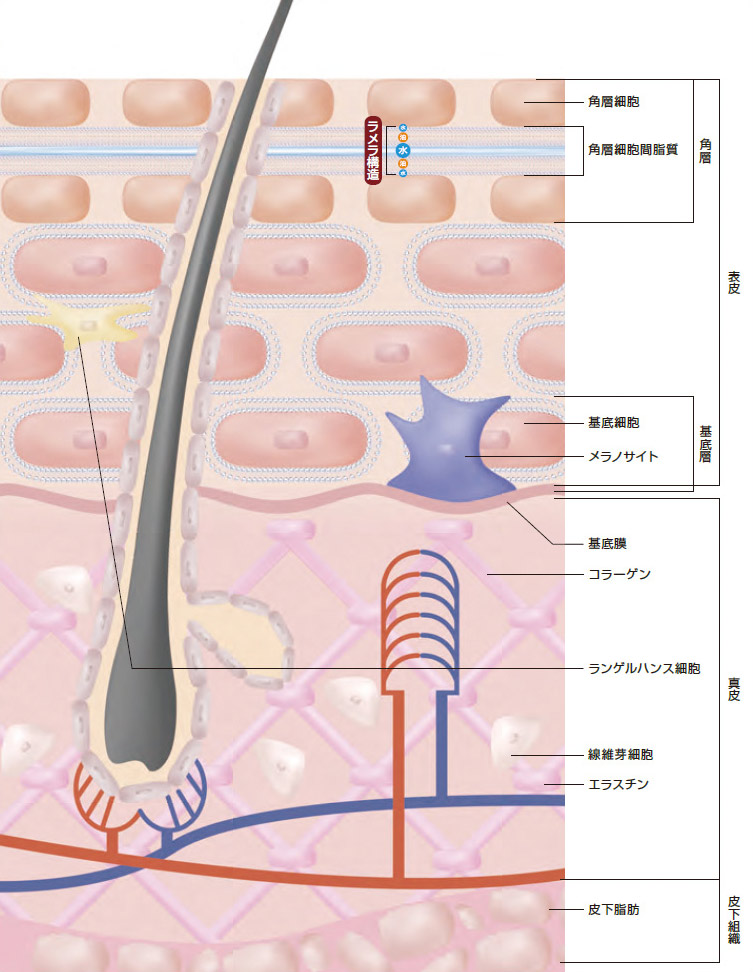 3層からなる肌の構造