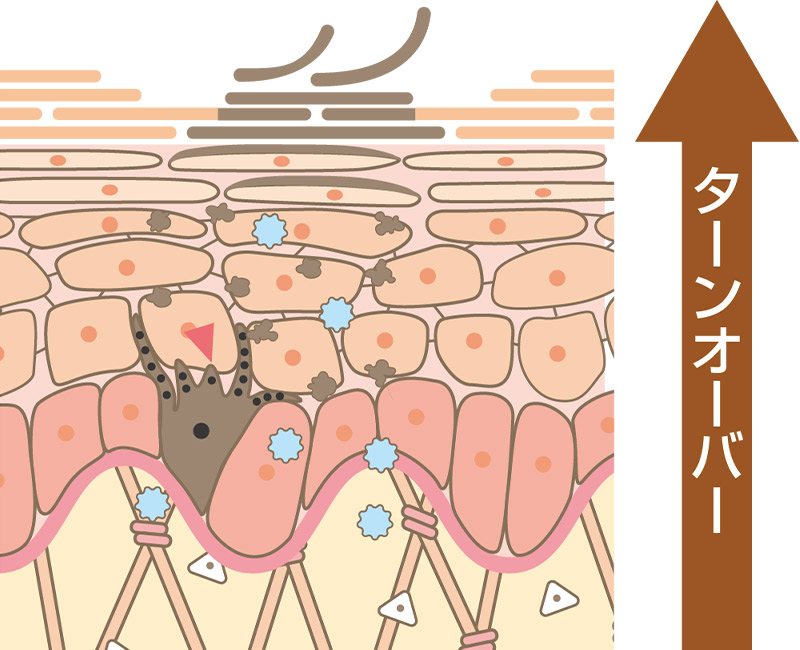 ターンオーバーは表皮で起こります